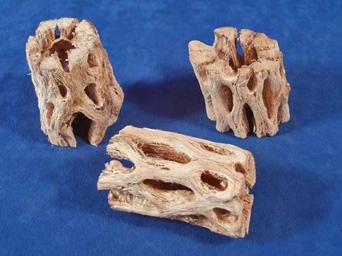 Small Assorted Cholla Wood (1 piece)