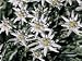 High Angle View of Edelweiss Flowers (Leontopodium Alpinum) Photographic Poster Print by R. Sacco, 40x30