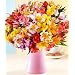 100 Blooms of Peruvian Lilies