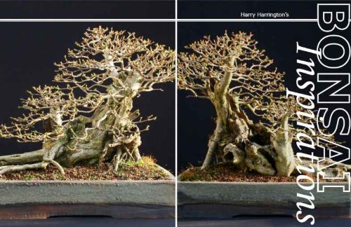 Harry Harrington's Bonsai Inspirations