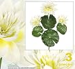 THREE 26" Artificial Water Lily (lotus) Flower Bushes