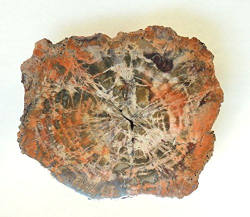 8+ Inch Round Arizona Petrified Wood Slab Bright Red Radial Color A5