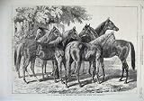 1868 Roup Yearlings Horses Blenkiron Sale Eltham Kent