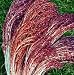 Red Broom Corn Grass 50 Seeds - Ornamental