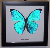 Butterflies By God - Blue Morpho Butterfly In A Black Shadowbox Frame
