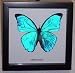 Butterflies By God - Blue Morpho Butterfly In A Black Shadowbox Frame