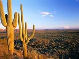 Saguaro Cactus (Carnegiea Gigantea) in Desert Superstition Mountains, Arizona, USA Places Photographic Poster Print by Rob Blakers, 56x42