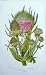C1870 Anne Pratt Plants Fullers Small Wild Teasel