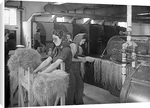 Canvas Prints of Flax Harvest from Country Life 