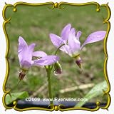 1 Oz Midland Shooting Star (Dodecatheon meadia) Bulk Wildflower Seeds