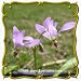 All Products : Midland Shooting Star (Dodecatheon meadia) Jumbo Wildflower Seed Packet - 300 Seeds