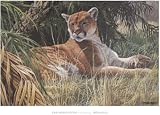 Last Sanctuary- Florida Panther (detail) Art Print Art Poster Print by Seerey & Lester , 36x26