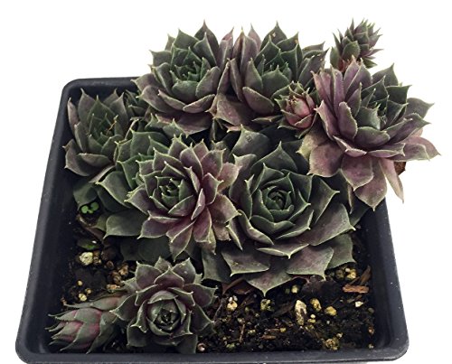 Silverine Hens & Chicks - Sempervivum - Very Hardy - Quart Pot