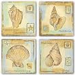 Seashell Set by Tiffany Budd 10"x10" Art Print Poster