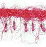 Beaded Eyelash Trim - Fuchsia - 36
