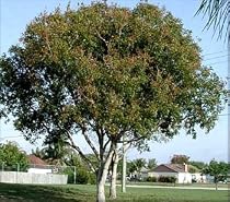 Mahogany Tree 10 Seeds - Swietenia macrophylla