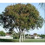 mahogany tree