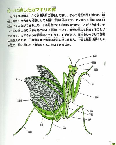Cover image : 昆虫世界のサバイバル 3 (かがくるBOOK―科学漫画サバイバルシリーズ)