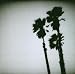 Twilight Singers-Blackberry Belle