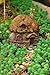 Top Collection Enchanted Story Garden and Terrarium Thatched Roof Fairy House Outdoor Decor