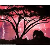 Animal Elephant Lightning Storm Art Print POSTER Tree - 13x19