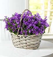Campanula Basket