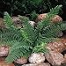 Christmas Fern - Polystichum acrostichoides - SHADE - Evergreen - Potted