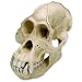 3B Scientific VP761/1 Male Orangutan Skull (Pongo Pygmaeus), 8.7" x 6.3" x 7.1"