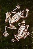 Cosmic Creatures - Tree Frog - 2 set - Copper Speckle