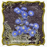 1 Lb Fleabane Daisy (Erigeron speciosus) Bulk Wildflower Seeds