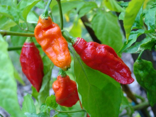 Bhut Jolokia Chile Pepper 4 Live Plants - Ghost Pepper - World's Hottest Chile Pepper Bhut Jolokia Chile Pepper 4 Live Plants - Ghost Pepper - World's Hottest Chile Pepper