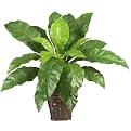 Birds Nest Fern