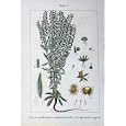FLOWERS STURMS 1903 CYNOGLOSSUM LAPPULA OMPHALODES