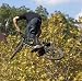 51 ROMWqByL. SL75  Bmx Seat