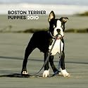 Boston Terrier Puppies 2010 Mini Wall
