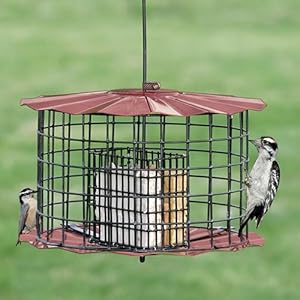 Amazon.com : Squirrel Proof Double Oversize Suet Cake Feeder-Copper