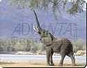 BABY TUSKERS ELEPHANT Mouse Mat