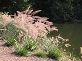 Pink Flamingos Muhly Grass (Muhlenbergia capillaris)
