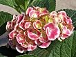 Buttons 'n Bows Hydrangea by Monrovia, Five Gallon Container