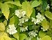 Philadelphus coronarius Aureus 3L