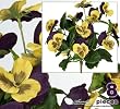 Eight 10" Pansy Artificial Silk Flower Bushes for Home Decoration