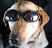 51 Svwy8OdL. SL75  Fancy Dog Clothes   Dress Your Pet In Style