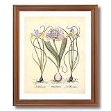 French Iris Flower Irises Bulb Contemporary Home Decor Wall Picture Oak Framed Art Print