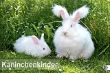 Kaninchenkinder Posterkalender 2012 - 
