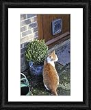 Framed Print of JD-20867 CAT. Cat sitting by a plant pot outside its cat flap from Ardea