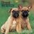 French Bulldogs 2009 Wall Calendar