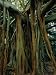 Aerial Roots of Banyon Tree, Lord Howe Island, New South Wales, Australia Lonely Planet Collection Photographic Poster Print by Grant Dixon, 30x40