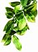 Hagen Exo Terra Plastic Terrarium Plant, Large, Mandarin