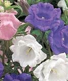 Cup and Saucer- 25 Seeds