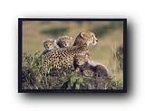 (16x20) Cheetah and Cubs Art Print Poster